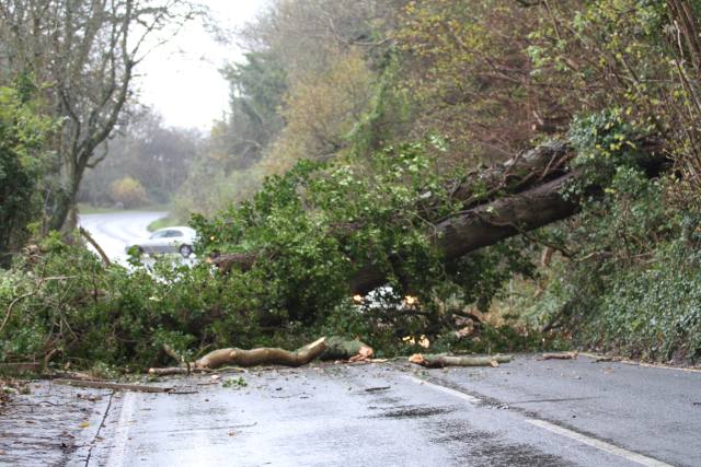 fallen-tree-cowleaze